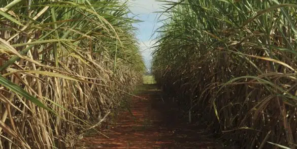 conselho-eleva-limite-de-remuneracao-do-eco-invest-brasil