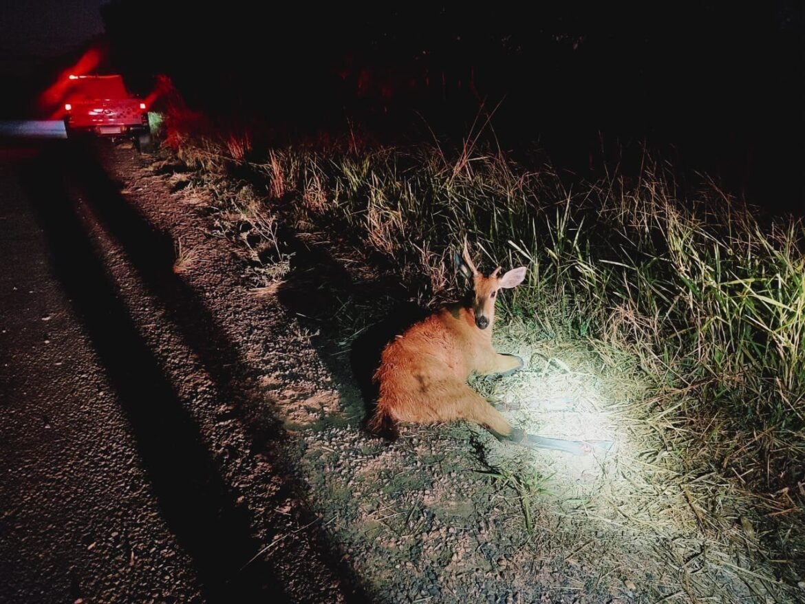 policia-ambiental-resgata-cervo-do-pantanal-atropelado-em-estrada-vicinal-em-panorama