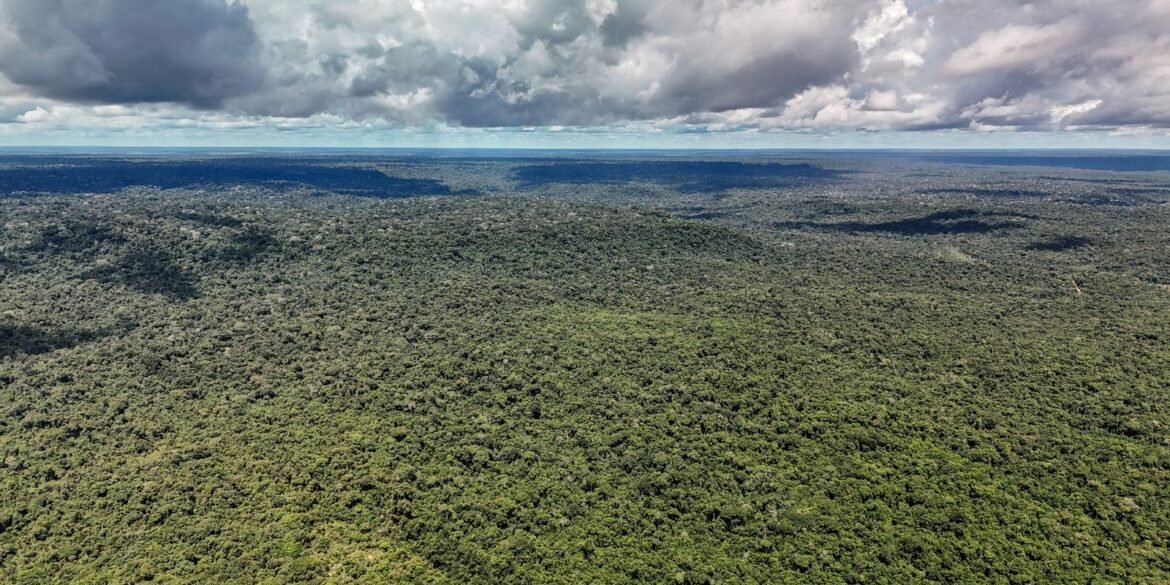 reino-unido-anuncia-400-mi-de-libras-para-fundo-florestas-tropicais