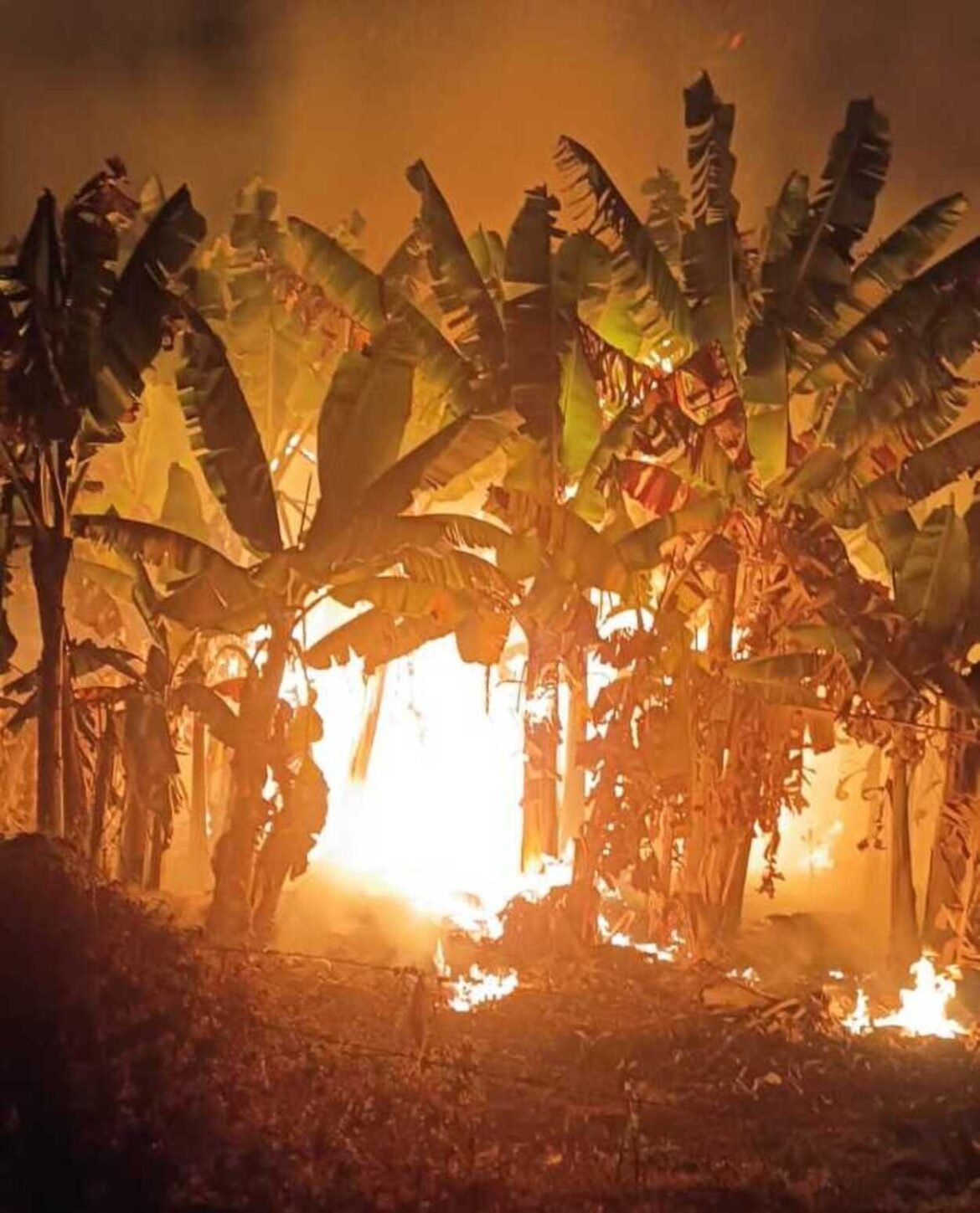incendio-atinge-bananal-de-12-hectares-e-mobiliza-bombeiros-por-nove-horas-em-janauba