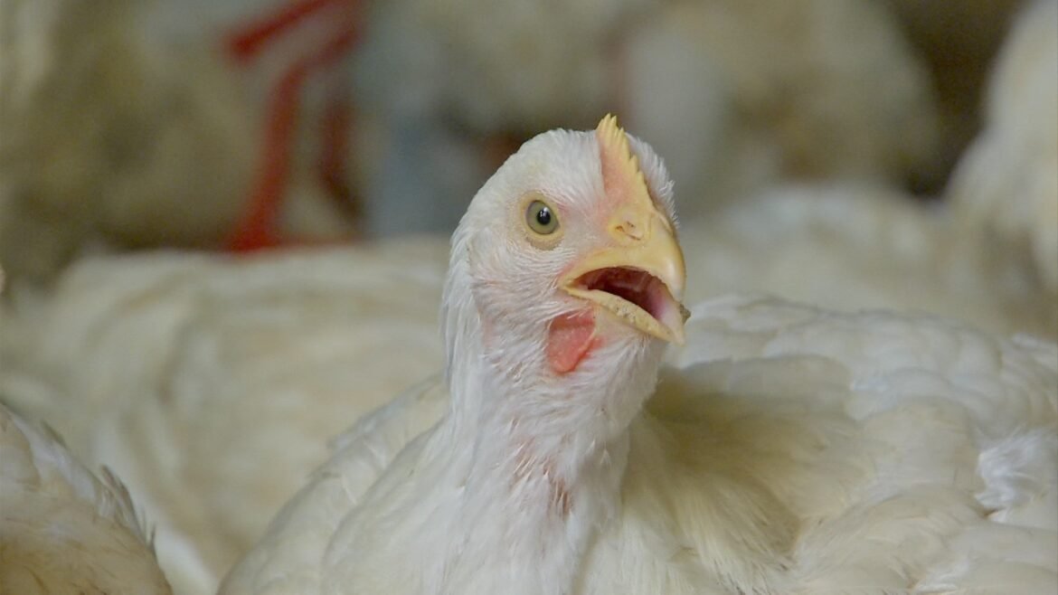 exportadora-de-carne-de-frango,-china-sera-competidora-do-brasil-|-g1