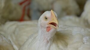 exportadora-de-carne-de-frango,-china-sera-competidora-do-brasil-|-g1