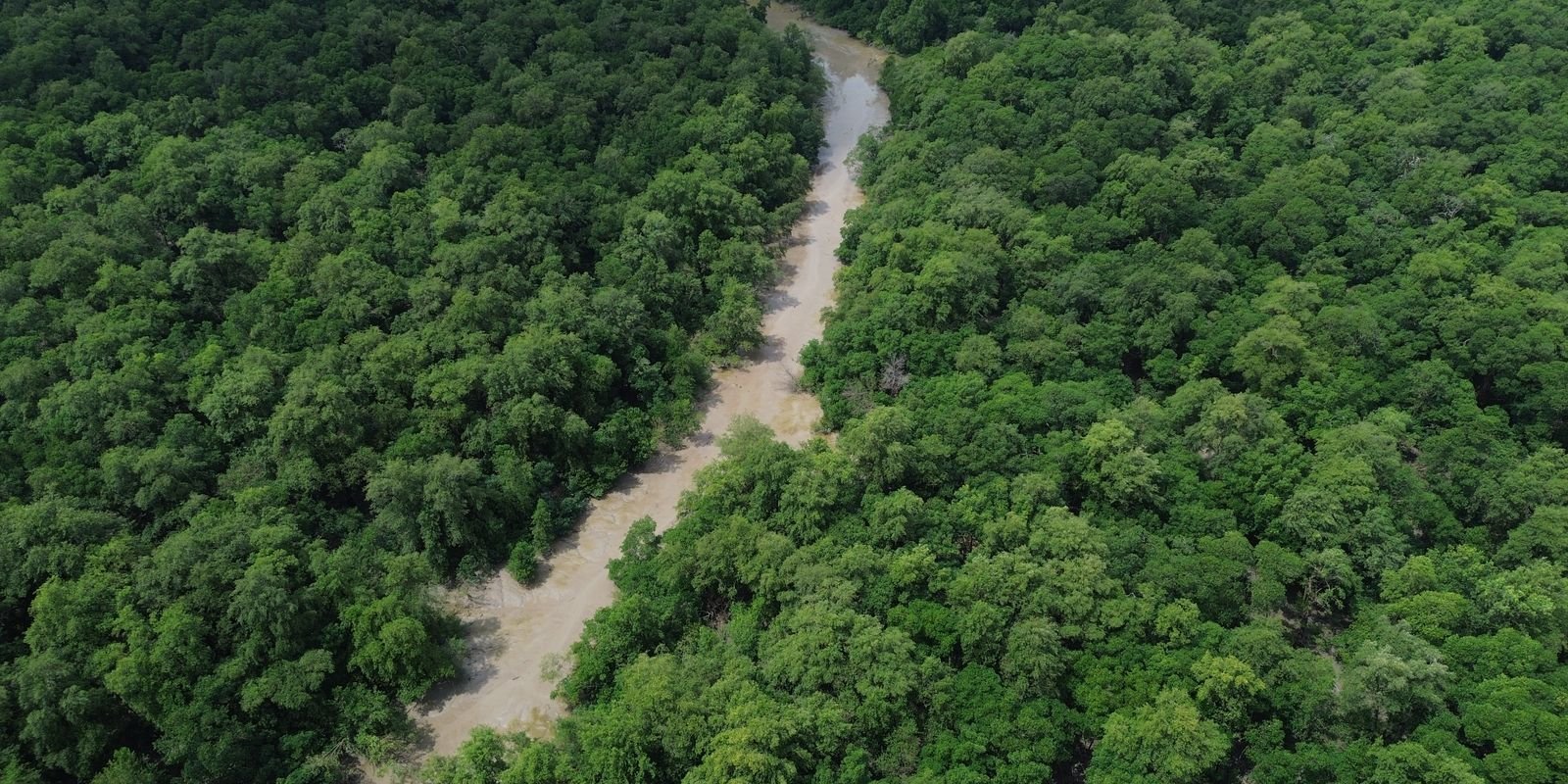 no-dia-da-amazonia,-campanha-pede-que-eleitor-vote-por-floresta-em-pe