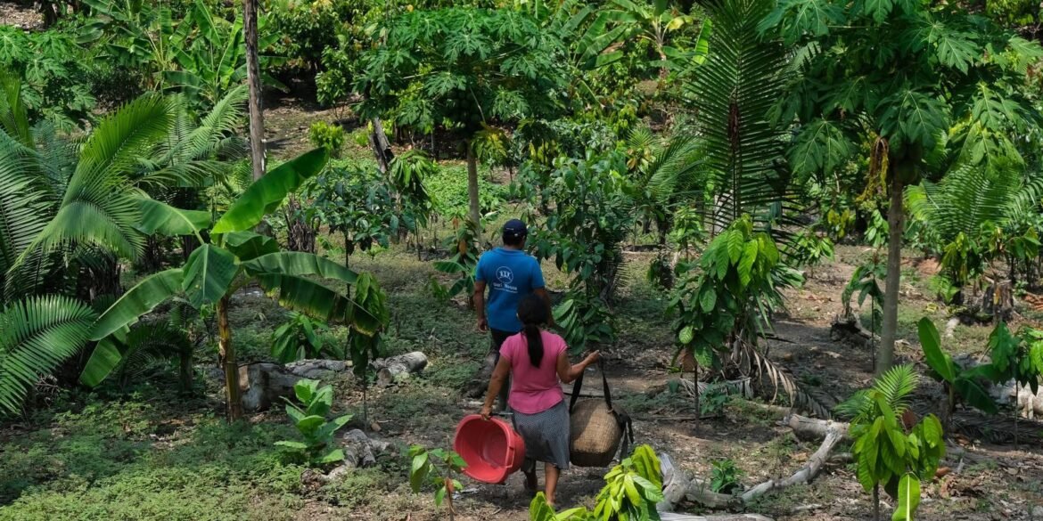da-amazonia-ao-chaco,-america-latina-tem-desafios-com-clima-e-terra