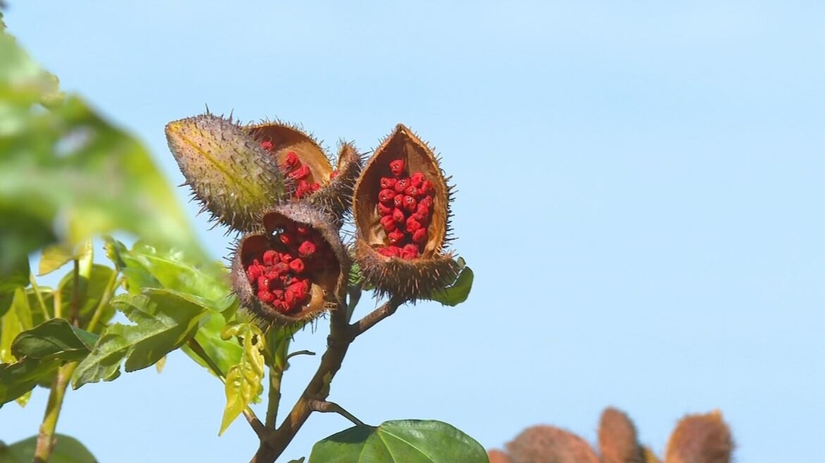 baixo-lucro-em-safra-de-urucum-preocupa-produtores-|-g1