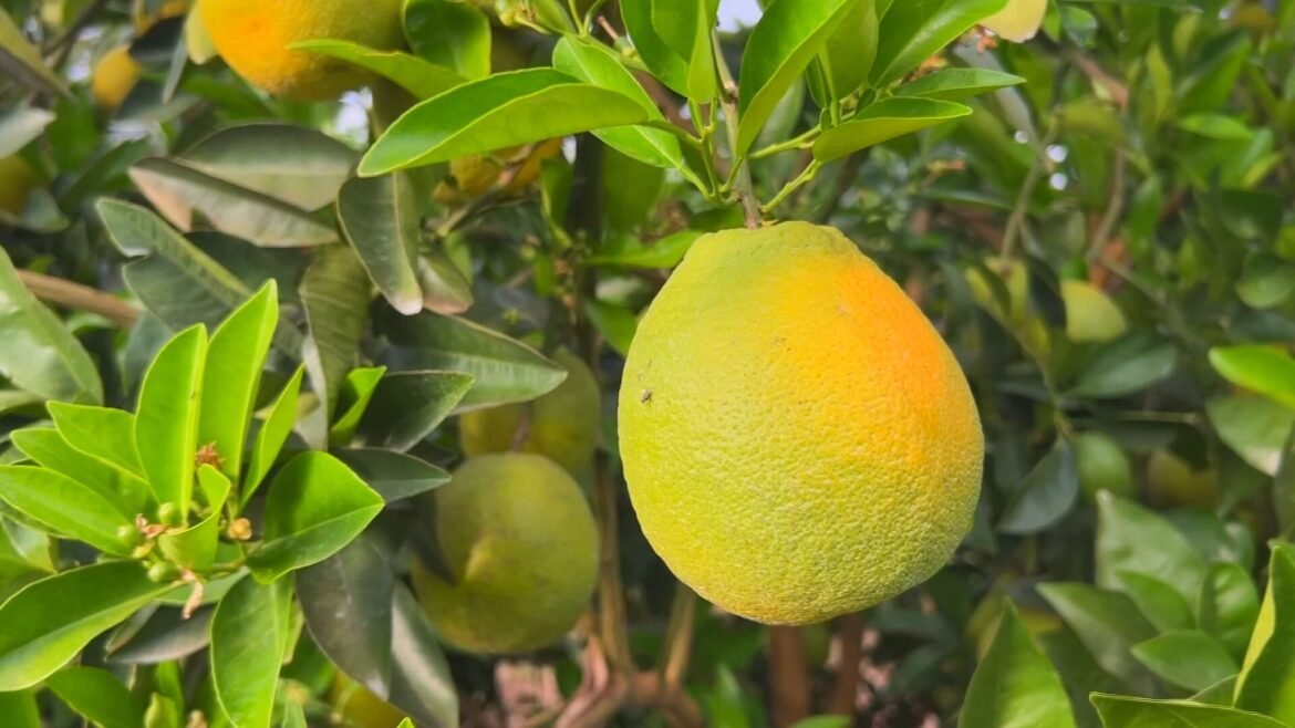 safra-de-laranja-cresce-no-interior-de-sp,-mas-queda-no-consumo-de-suco-derruba-precos-|-g1
