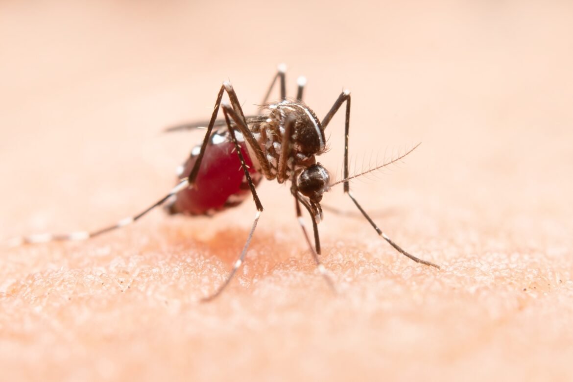 por-que-algumas-pessoas-reagem-tao-mal-as-picadas-de-mosquito?-a-resposta-esta-na-saliva-dos-insetos