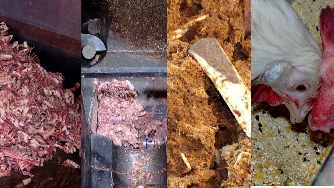 carnes-e-ossos-que-iriam-para-o-lixo-viram-racao-agricola-no-es-|-g1
