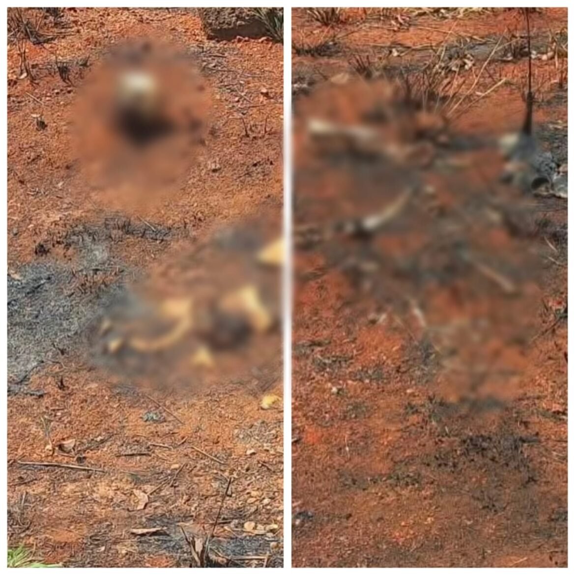 ossada-humana-e-encontrada-em-lote-vago-no-noroeste-de-minas