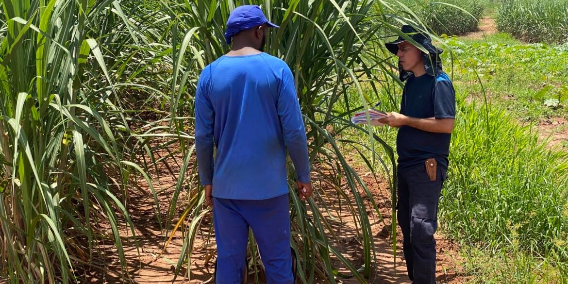 fiscais-resgatam-479-vitimas-de-escravidao-moderna-no-mes-de-agosto