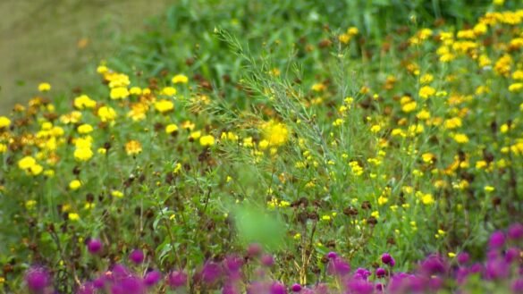 ervas-organicas-cultivadas-no-es-viram-chas-premiados-na-franca-|-g1