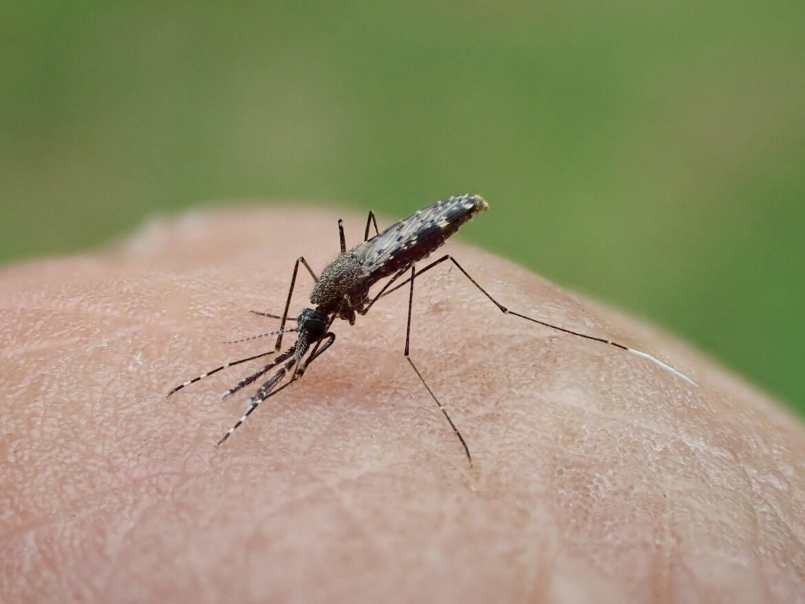 alemanha-tem-3a-morte-por-malaria-de-mosquito-levado-de-aviao