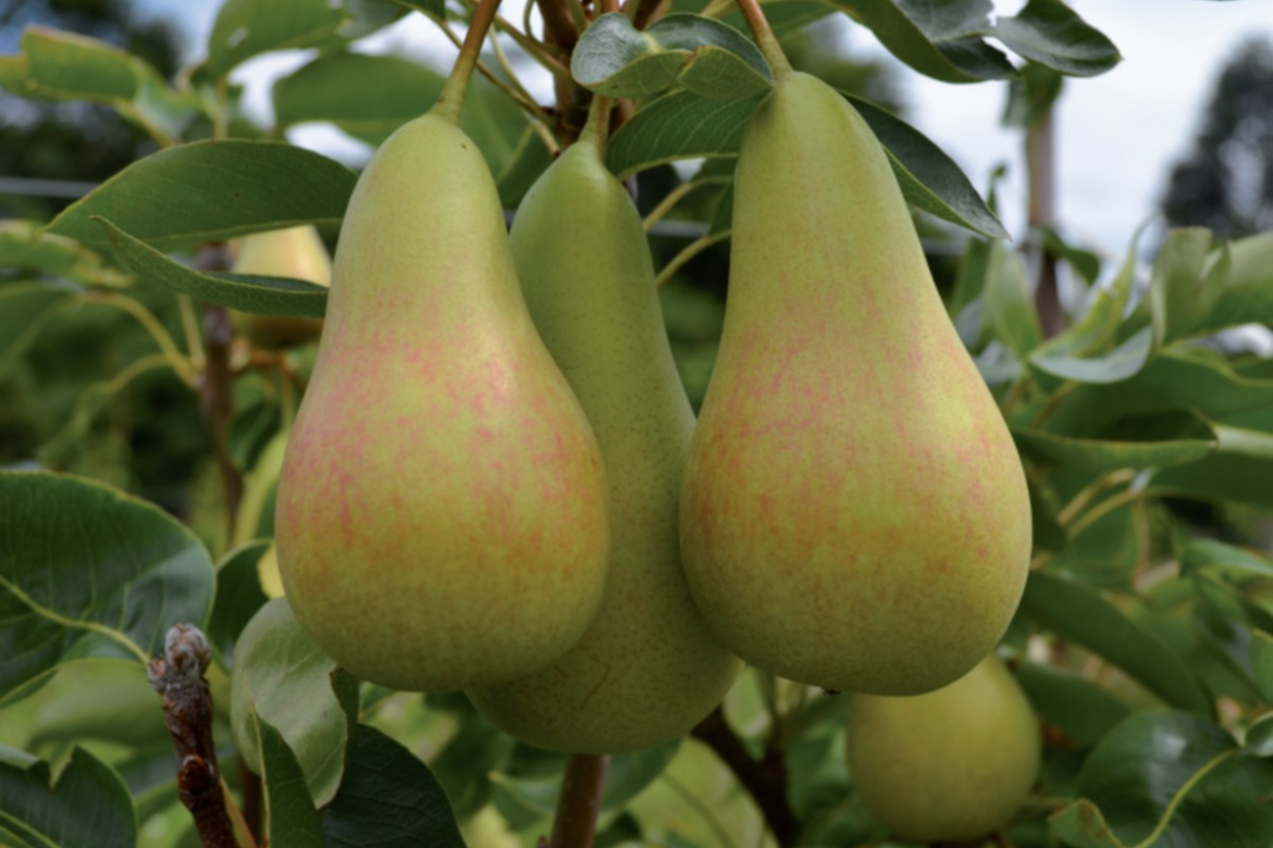 como-cultivar-peras-|-g1