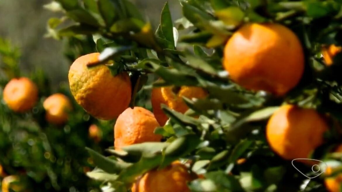 produtores-de-tangerina-poncan-colhem-fruto-o-ano-todo-no-es-|-g1