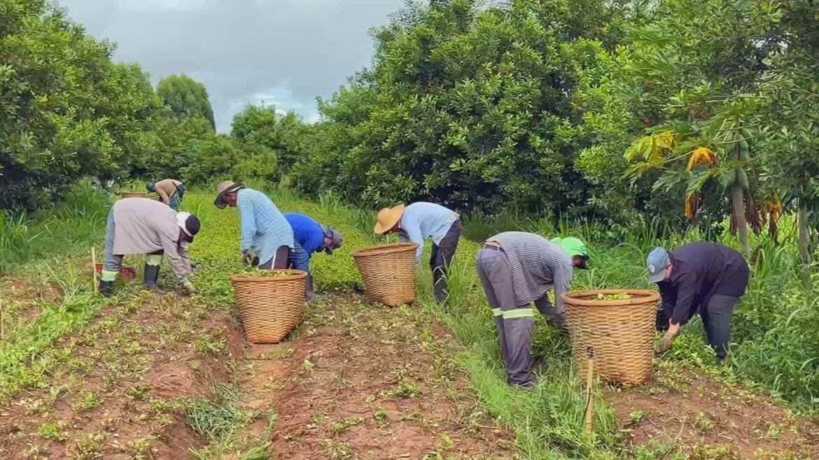 produtores-do-interior-de-sp-aumentam-renda-com-consorcio-de-culturas-|-g1