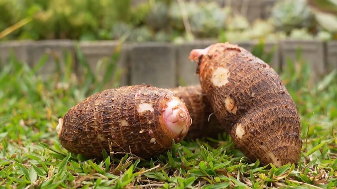 longe-dos-pratos-e-das-receitas,-conheca-o-poder-do-inhame-contra-o-cancer