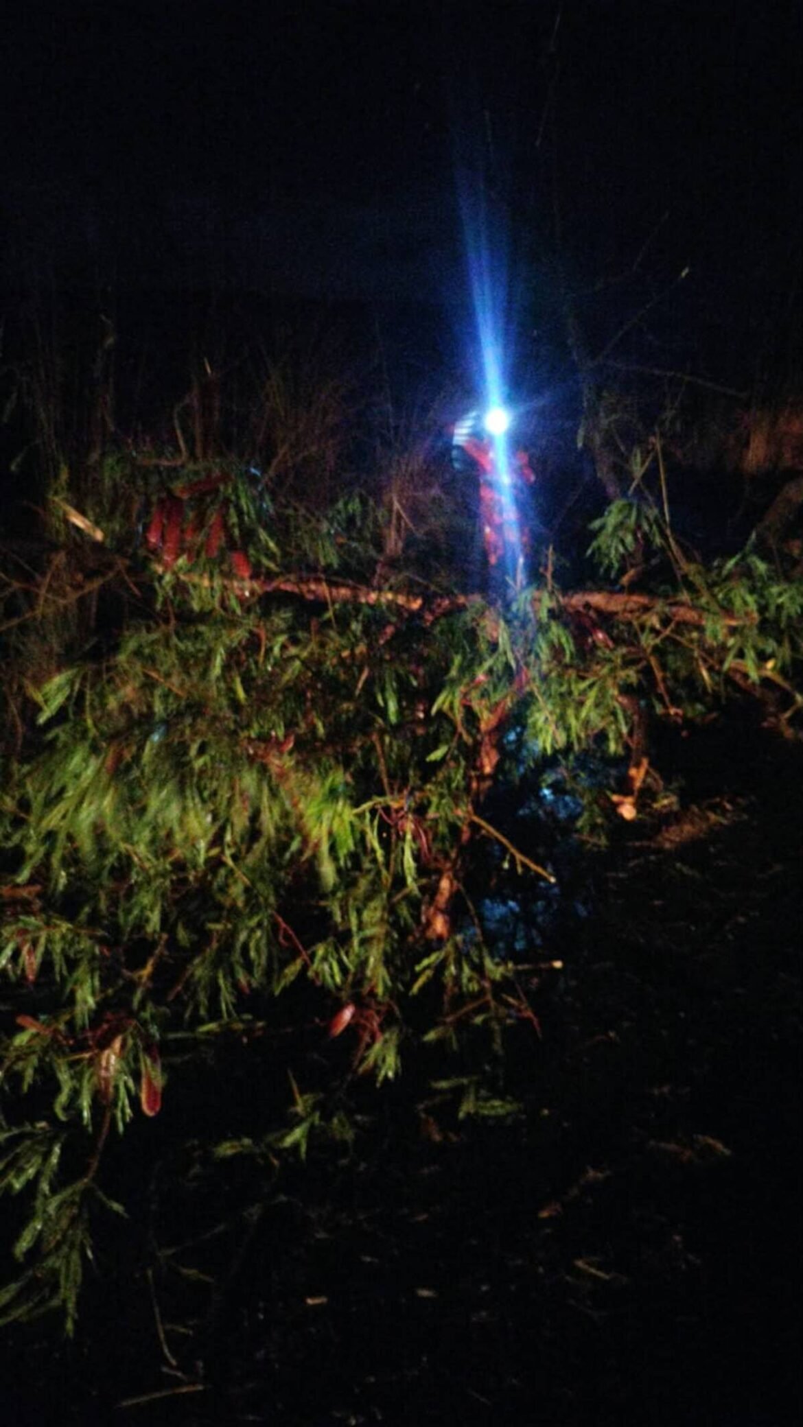 tempestade-com-ventos-fortes-derruba-arvores-e-mobiliza-bombeiros-na-mgc-122