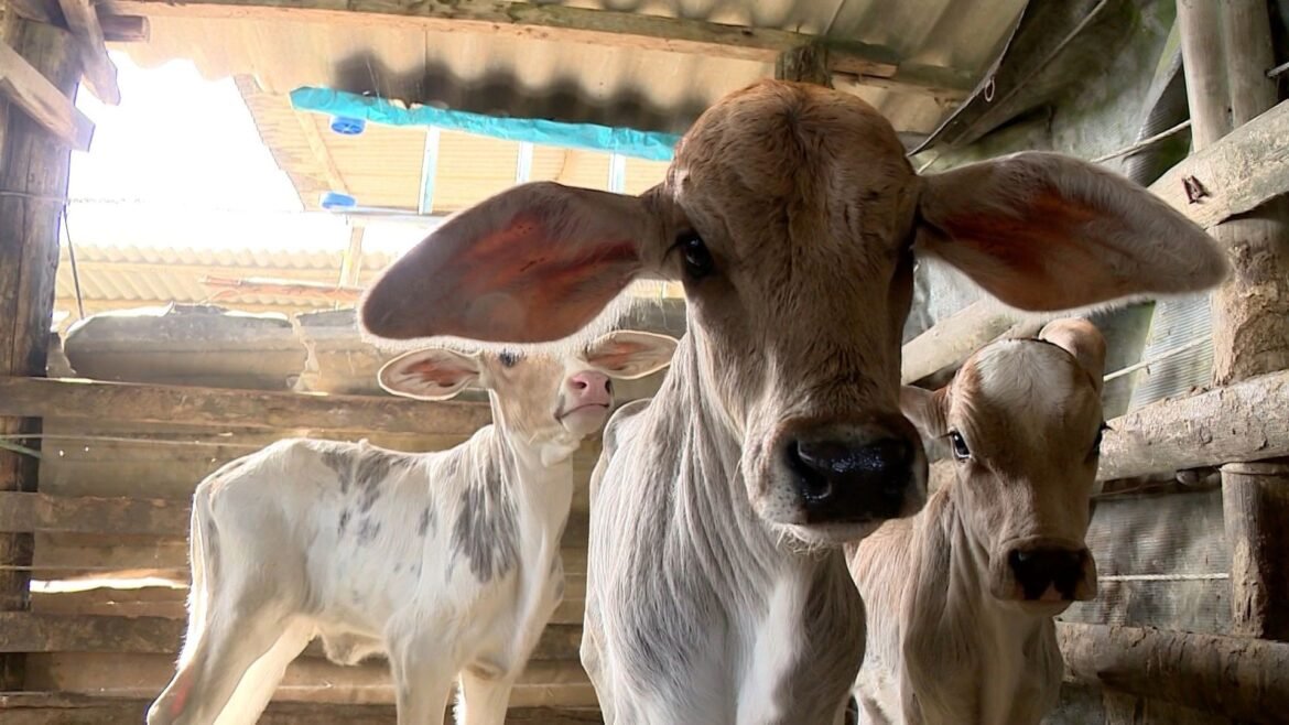vaca-da-a-luz-bezerros-trigemeos-e-surpreende-produtor-em-sao-mateus-|-g1