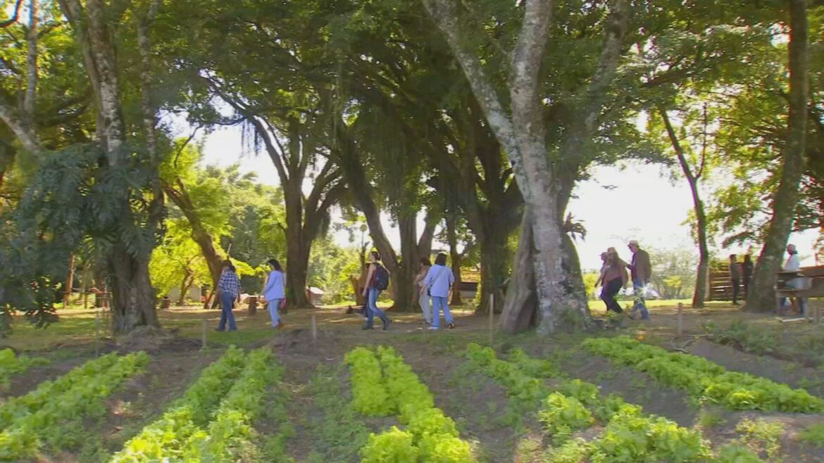 regiao-de-itapetininga-promove-contato-com-a-natureza-atraves-do-turismo-rural-|-g1