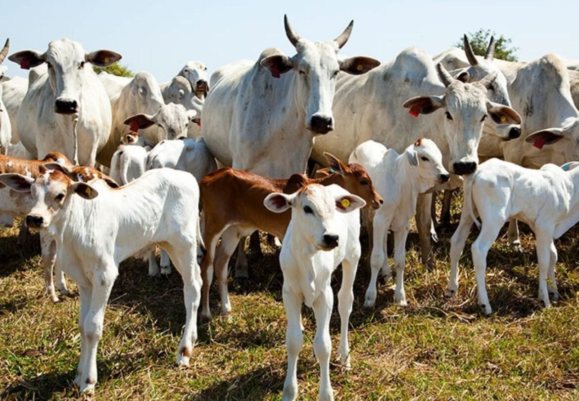 operacao-de-imigracao-reduz-processamento-de-carne-nos-eua-|-g1
