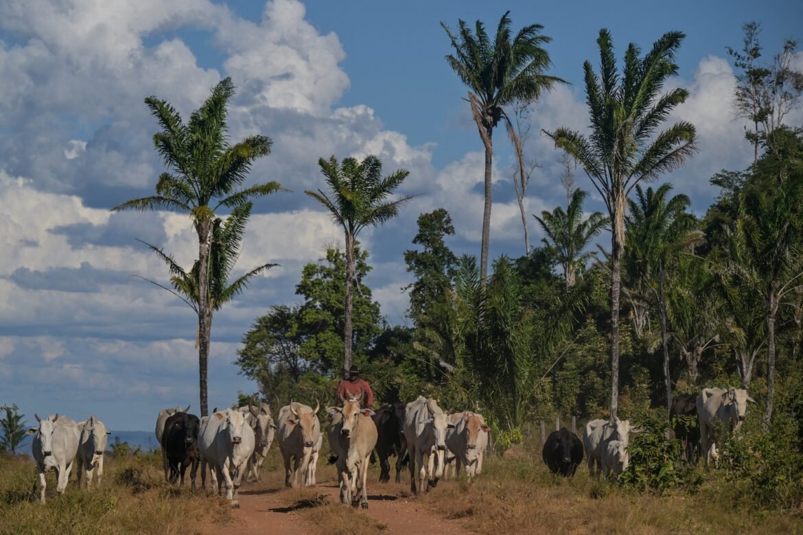brasil-tem-1-boi-e-quase-8-galinhas-por-brasileiro;-veja-onde-|-g1