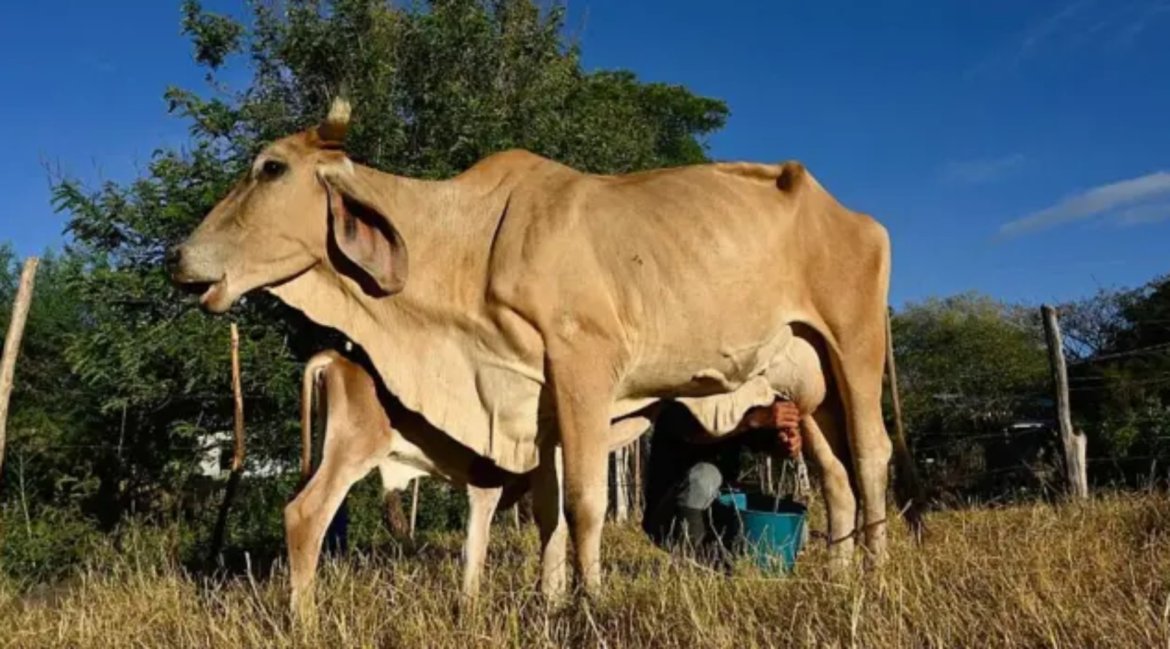 ‘o-gado-esta-morrendo-de-sede-e-fome’:-o-impacto-devastador-do-el-nino-|-g1