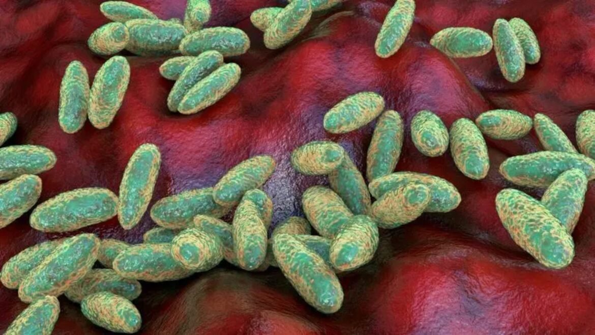 o-que-e-a-peste-pneumonica-e-como-ela-se-espalha?