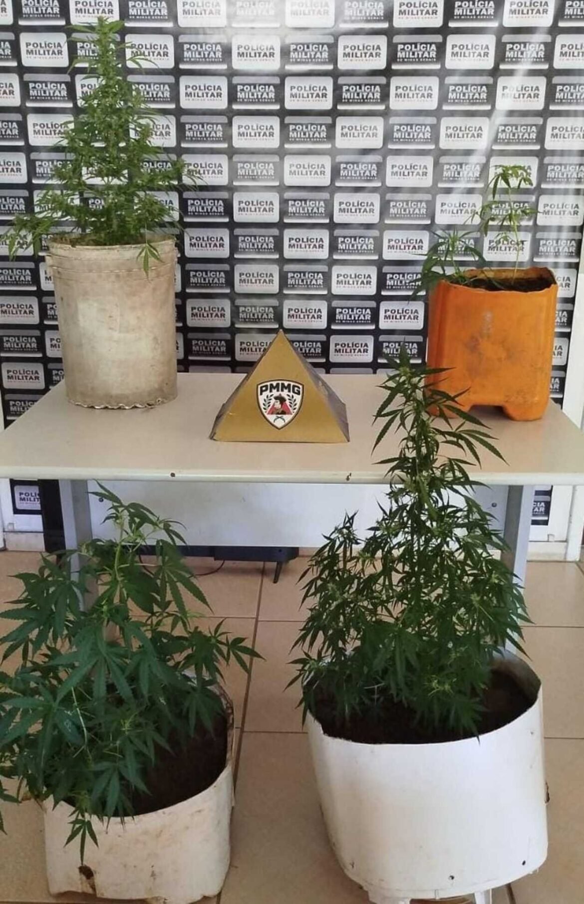 pes-de-maconha-sao-apreendidos-apos-homem-postar-fotos-na-internet;-mae-relatou-ameacas-para-nao-denuncia-lo