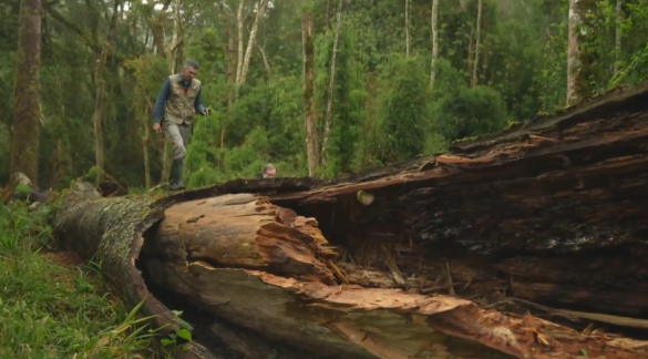 operacao-resgata-dna-de-araucaria-gigante-que-caiu-em-sc-para-clonagem-|-g1