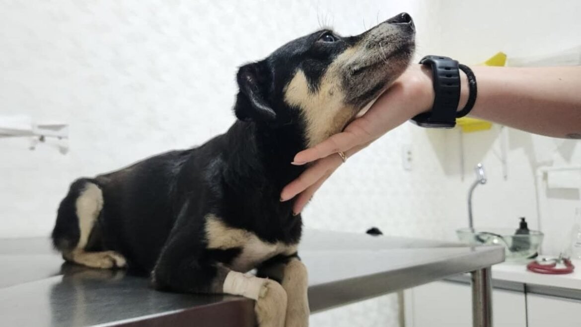 prefeitura-abre-edital-para-financiar-projetos-de-protecao-animal-em-montes-claros
