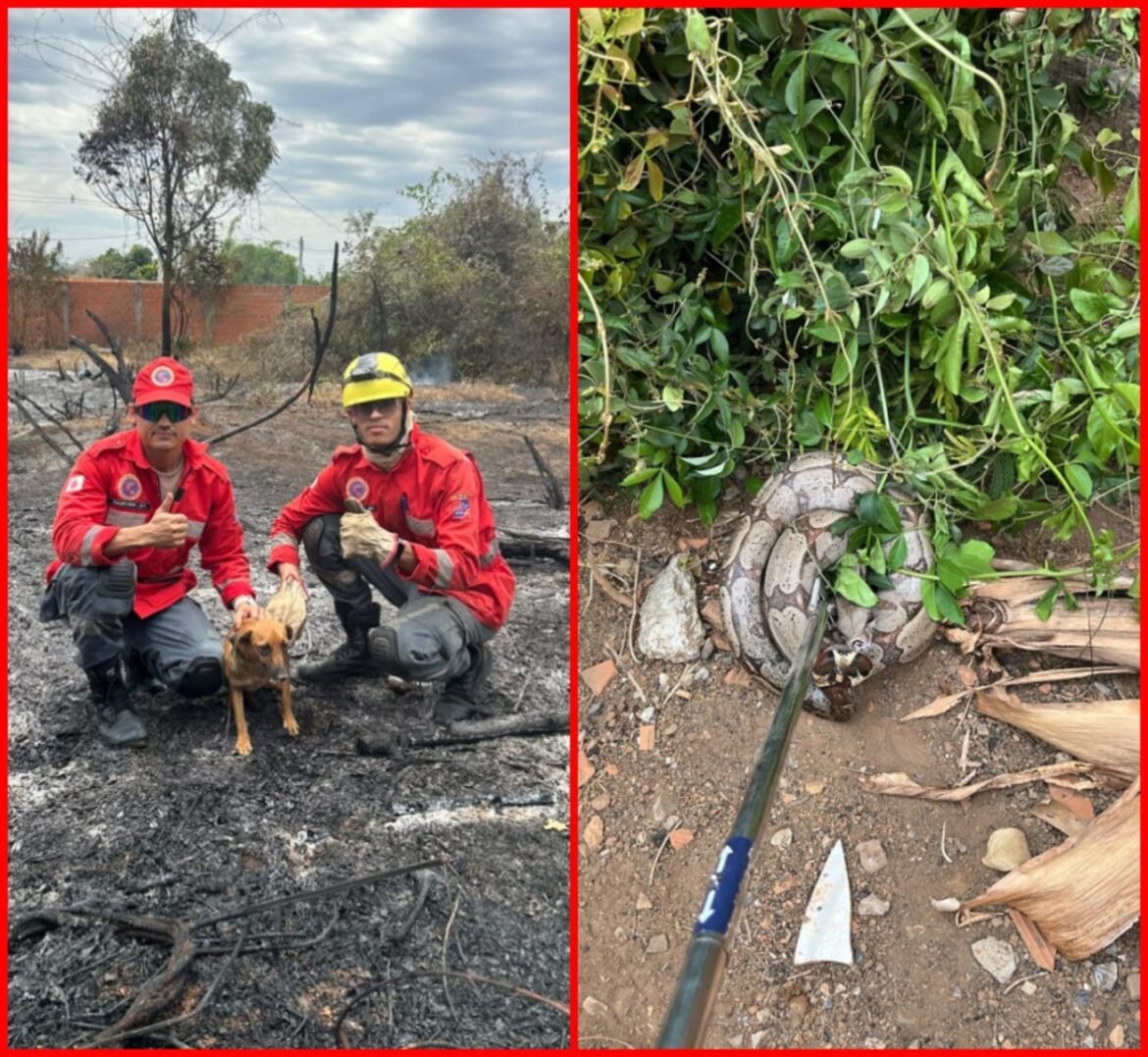 cachorro-e-jiboia-sao-resgatados-de-lote-vago-atingido-por-incendio-em-rio-pardo-de-minas