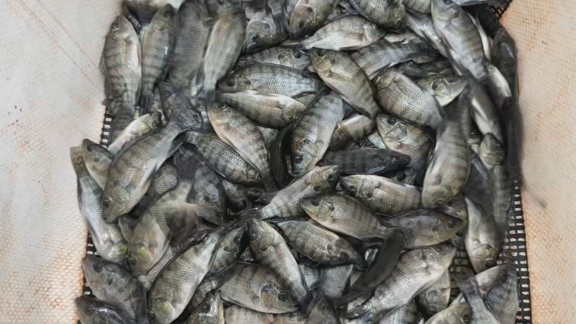 aprenda-a-criar-tilapias-em-cativeiro-|-g1