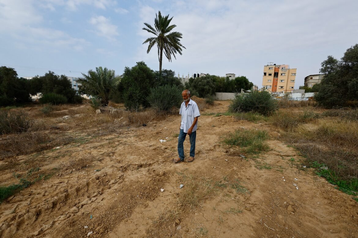 oliveiras-destruidas-e-lavouras-bloqueadas-por-tropas-israelenses:-a-luta-para-produzir-azeite-em-gaza-|-g1