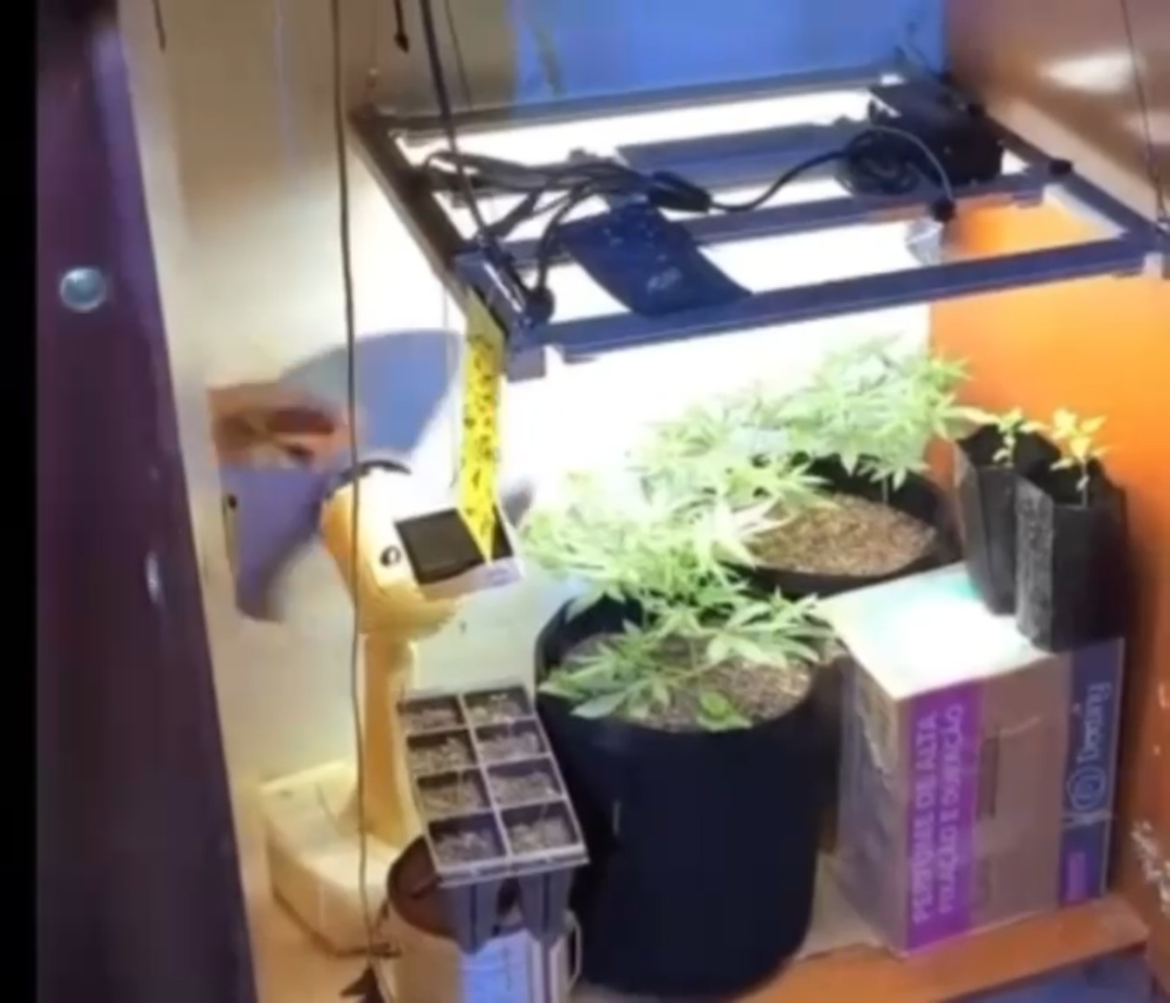 estufa-com-pes-de-maconha-e-encontrada-dentro-de-casa-em-uruana-de-minas