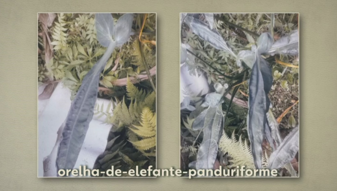 moradora-encontra-planta-misteriosa-no-quintal;-especie-e-toxica-|-g1