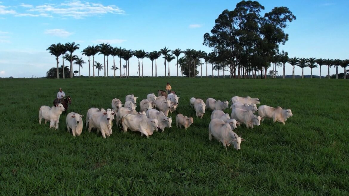 34-cidades-do-espirito-santo-tem-mais-bois-e-vacas-do-que-habitantes-|-g1