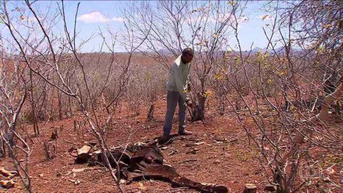 ‘nao-tinha-como-sobreviver’:-seca-mata-animais-e-deixa-familias-sem-renda-em-sergipe-|-g1